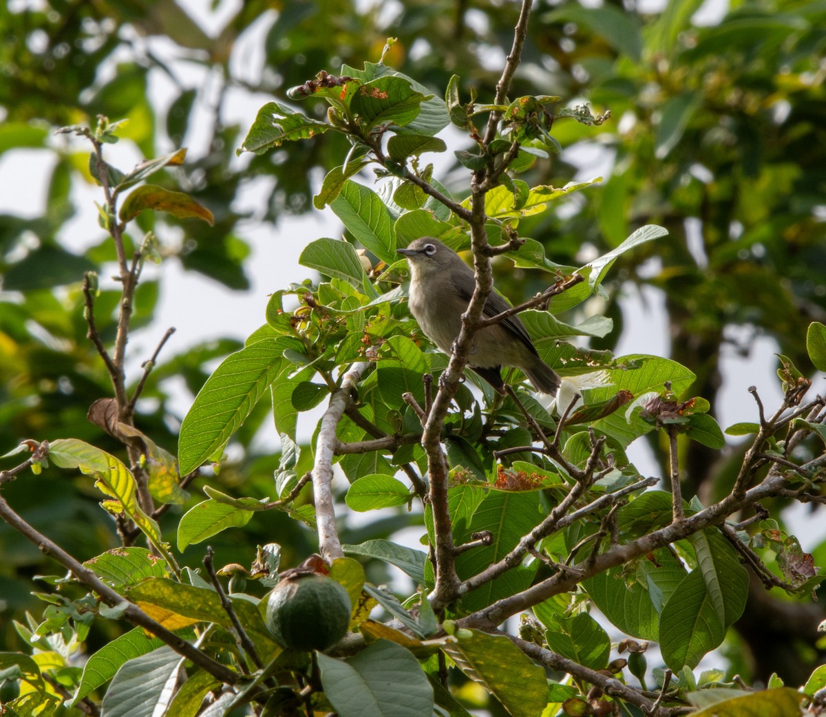 Mahébrillenvogel - ML615756326