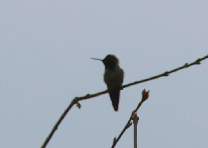 Anna's Hummingbird - ML615756337