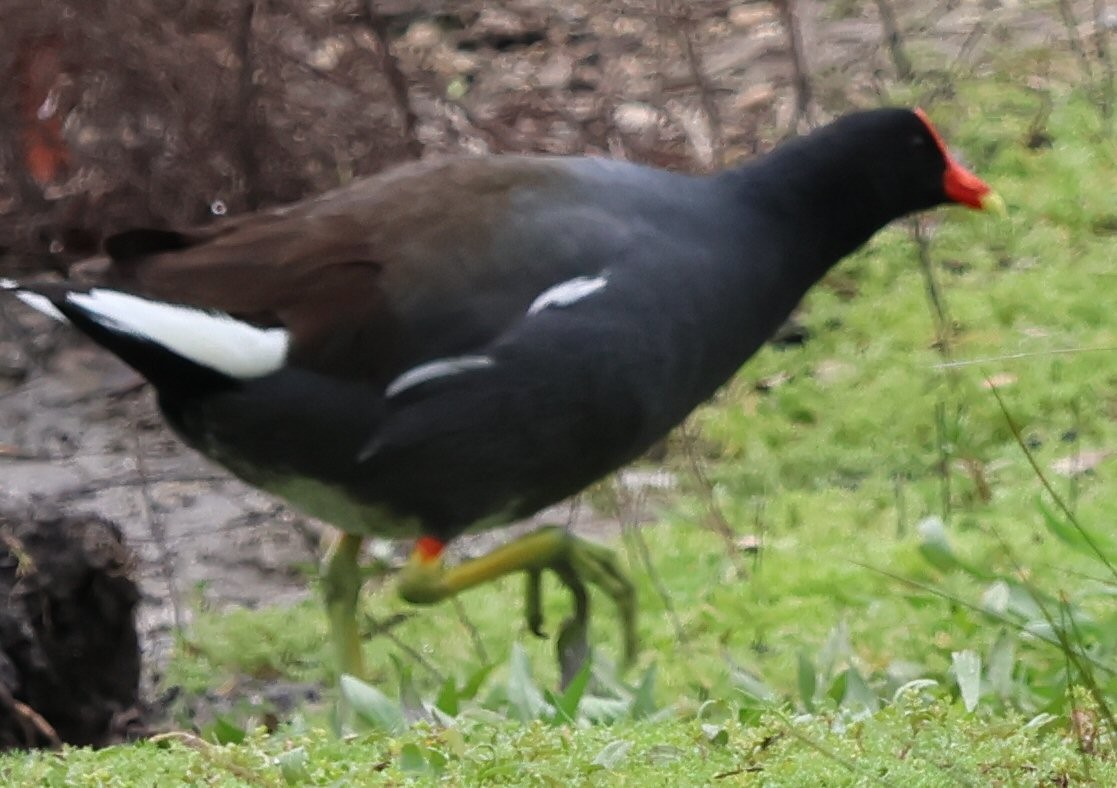 Common Gallinule - ML615756365