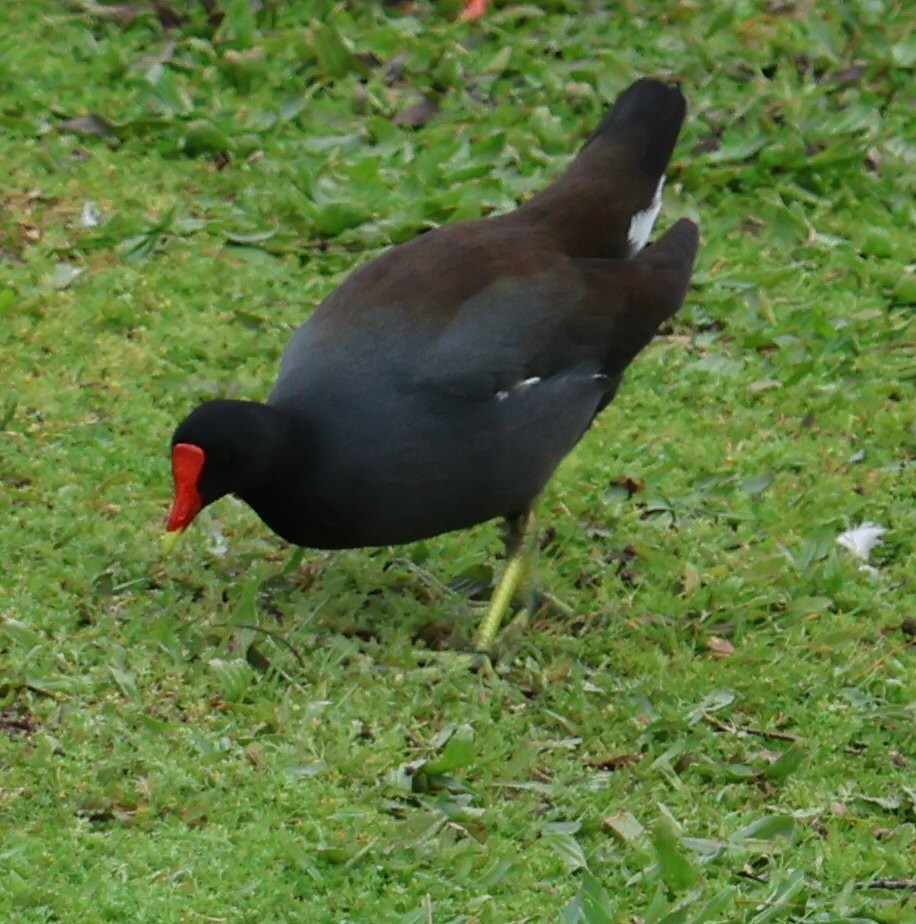 Common Gallinule - ML615756366