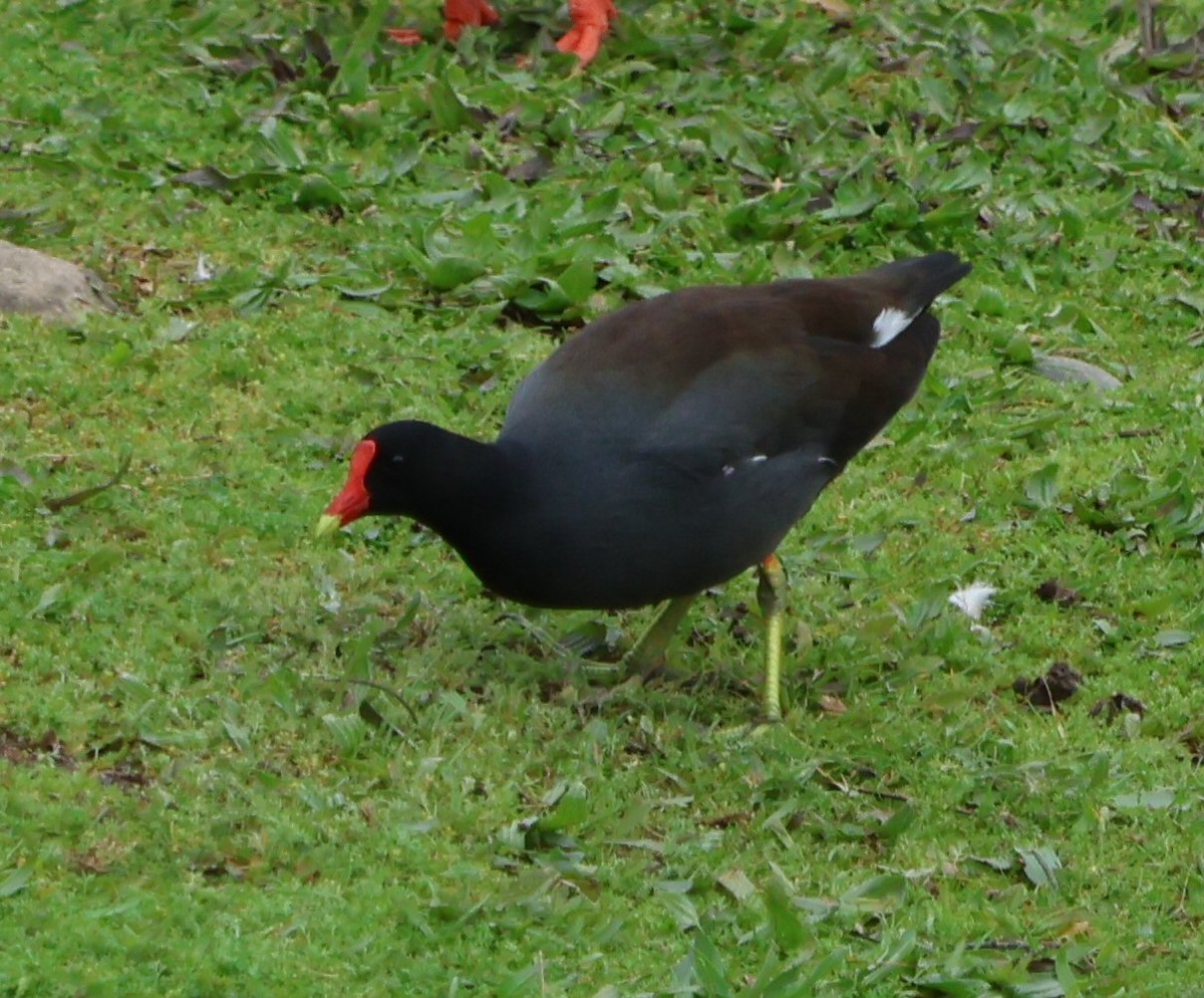 Common Gallinule - ML615756367