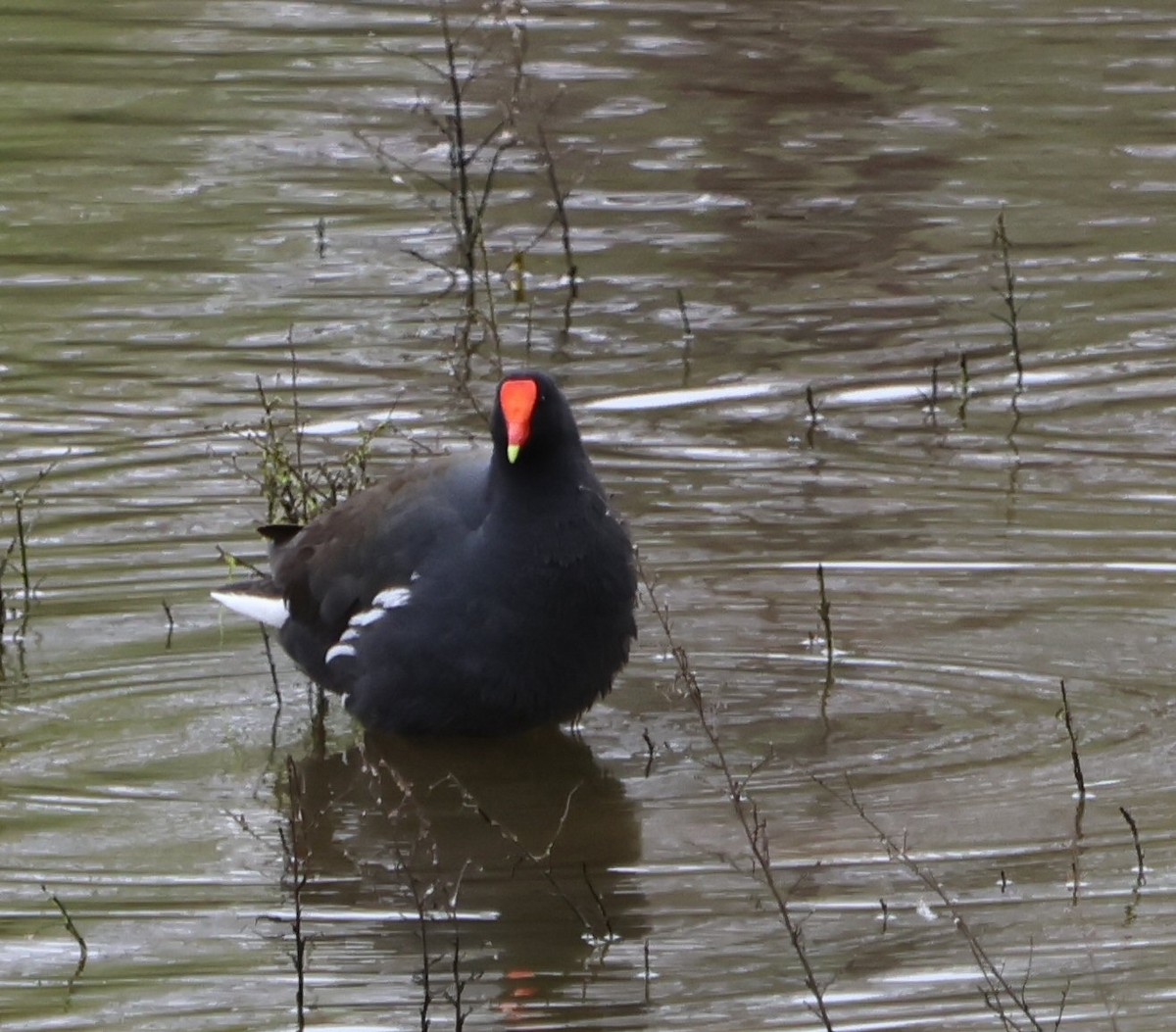 Common Gallinule - ML615756368