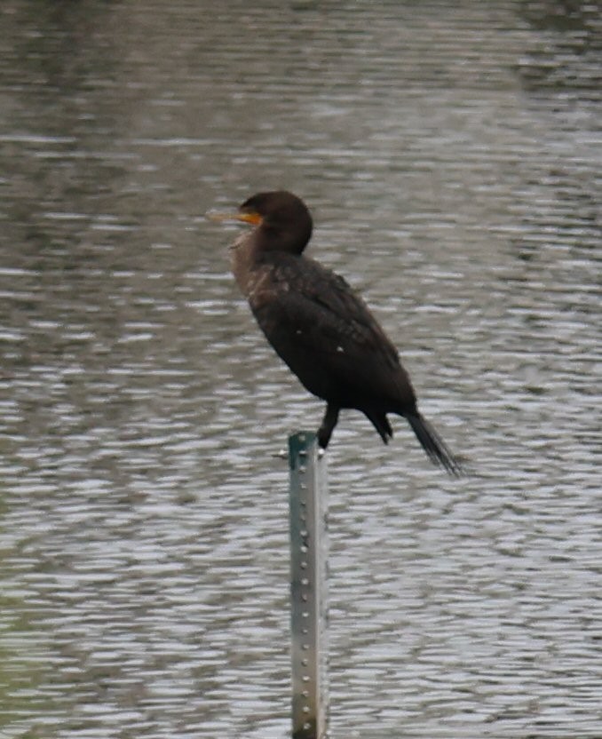 Double-crested Cormorant - Vince Folsom