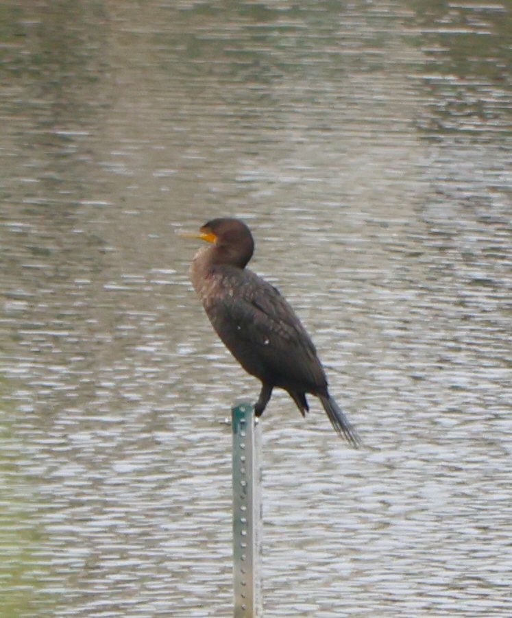 Double-crested Cormorant - ML615756372