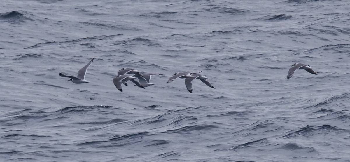 Franklin's Gull - ML615756380