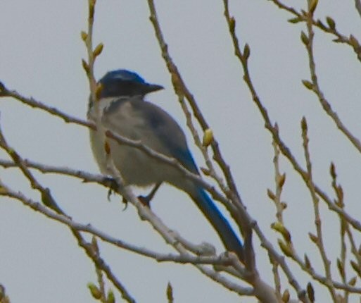 California Scrub-Jay - ML615756391