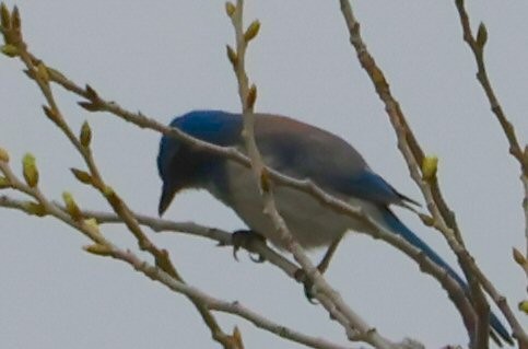 California Scrub-Jay - ML615756392