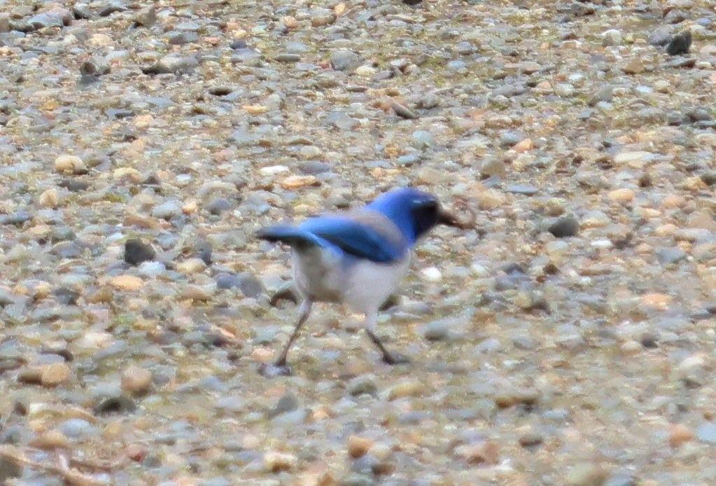 California Scrub-Jay - Vince Folsom