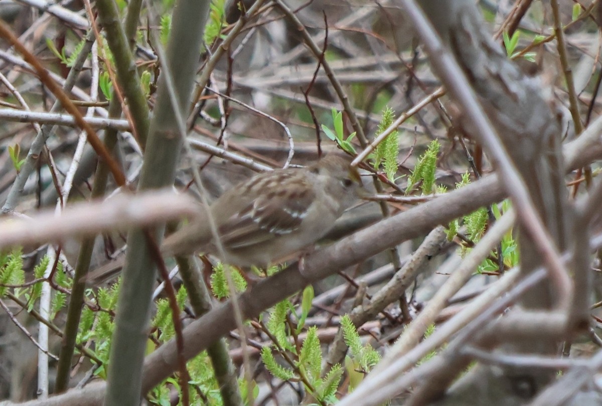 Golden-crowned Sparrow - ML615756409