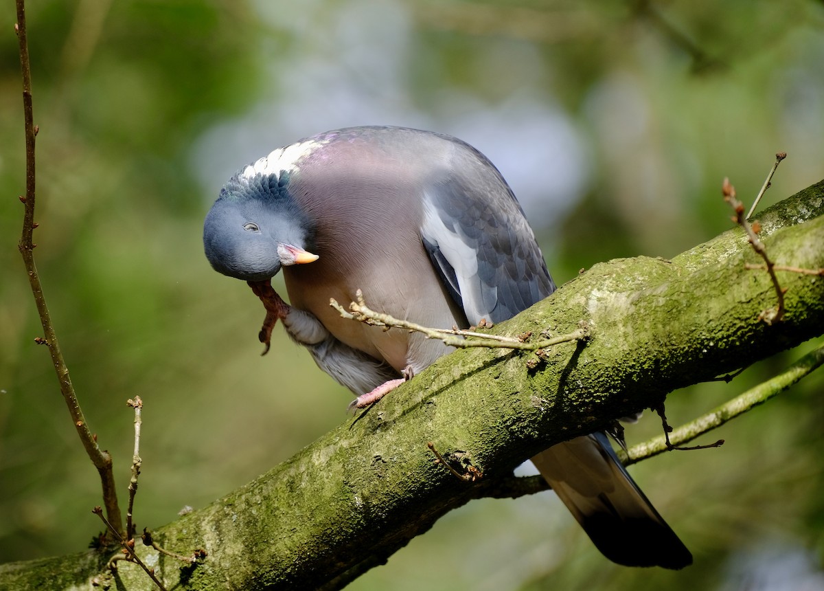 Common Wood-Pigeon - Mike Martin