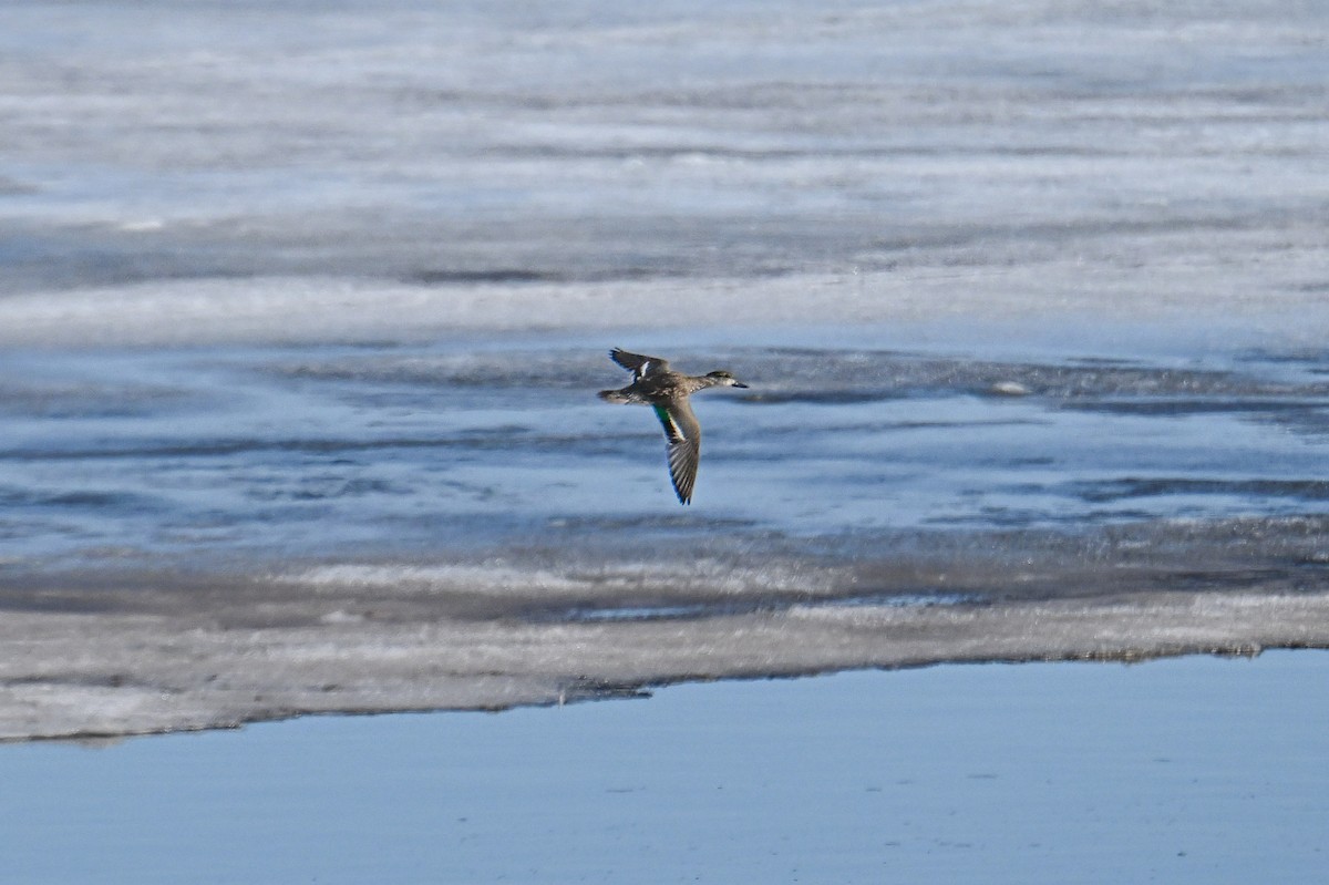 Green-winged Teal - ML615756474