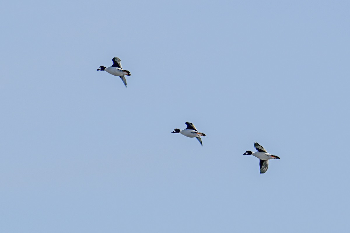 Common Goldeneye - ML615756479