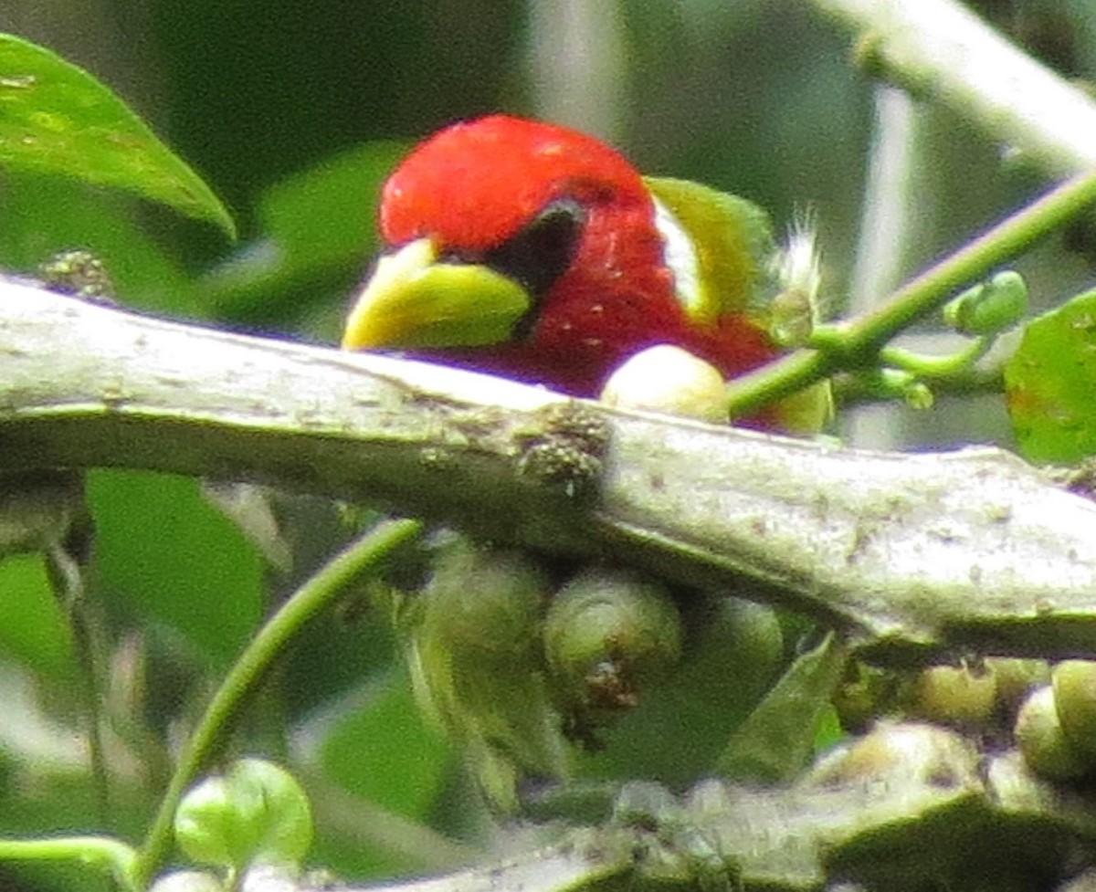 Red-headed Barbet - ML615756559