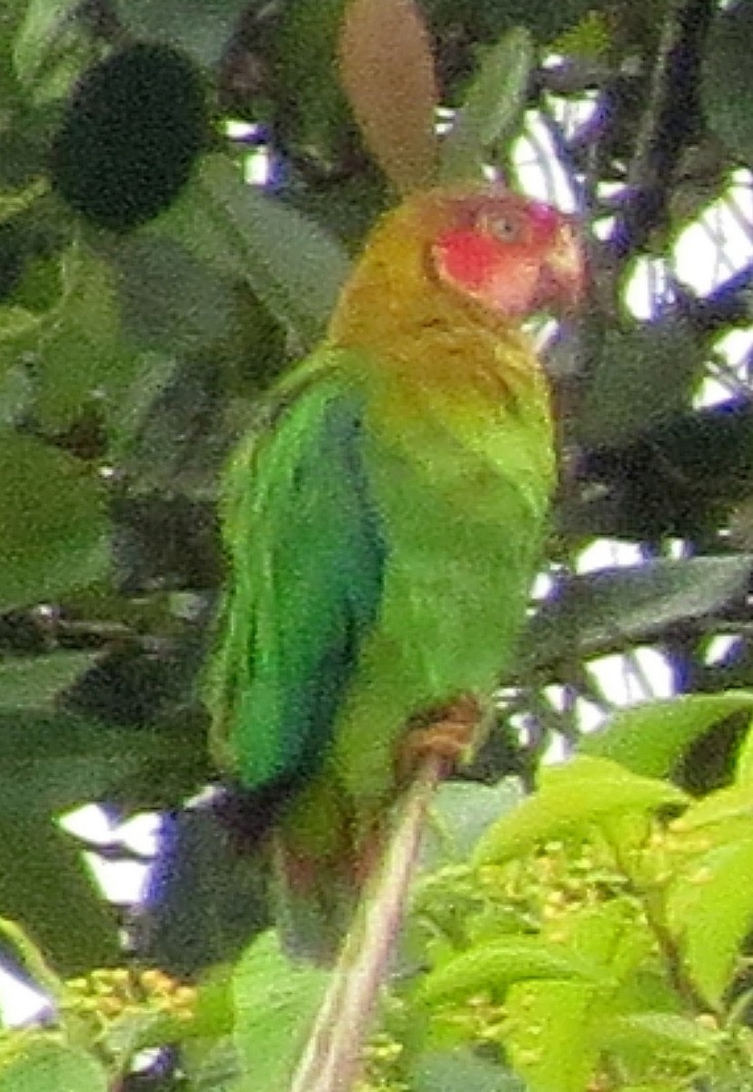 Rose-faced Parrot - Bill Elrick