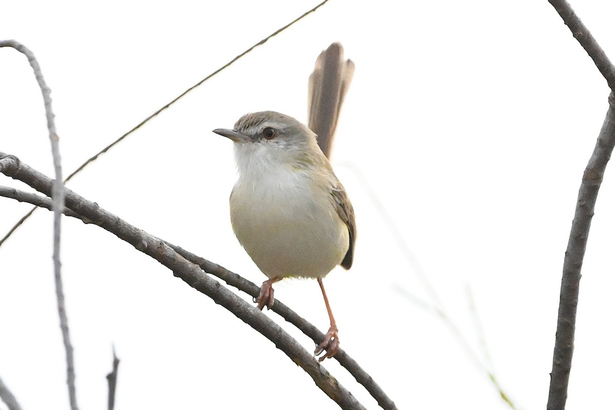 River Prinia - Alvaro Rodríguez Pomares