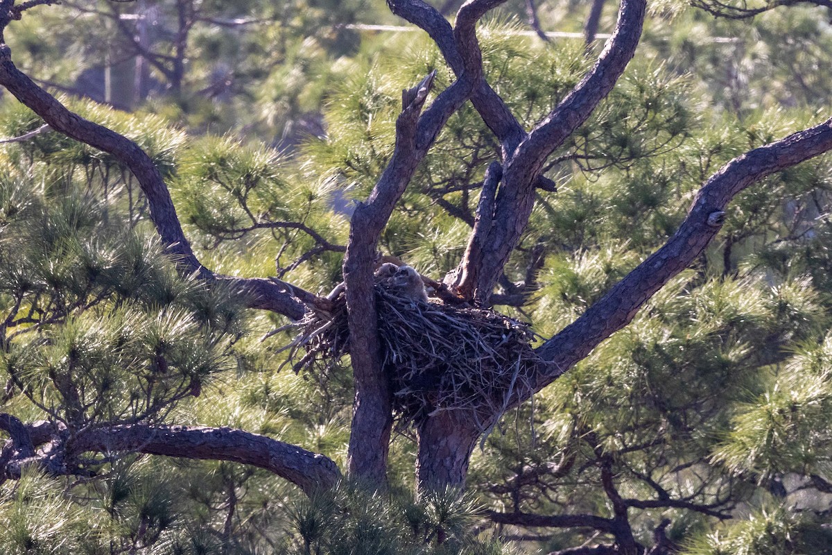 Great Horned Owl - ML615756603