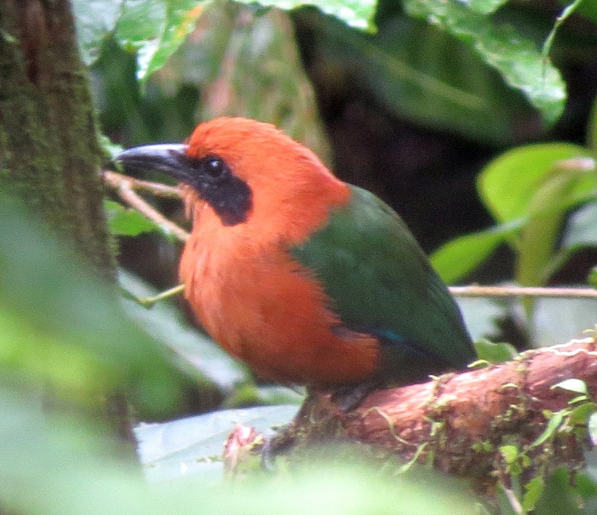 Rufous Motmot - ML615756629