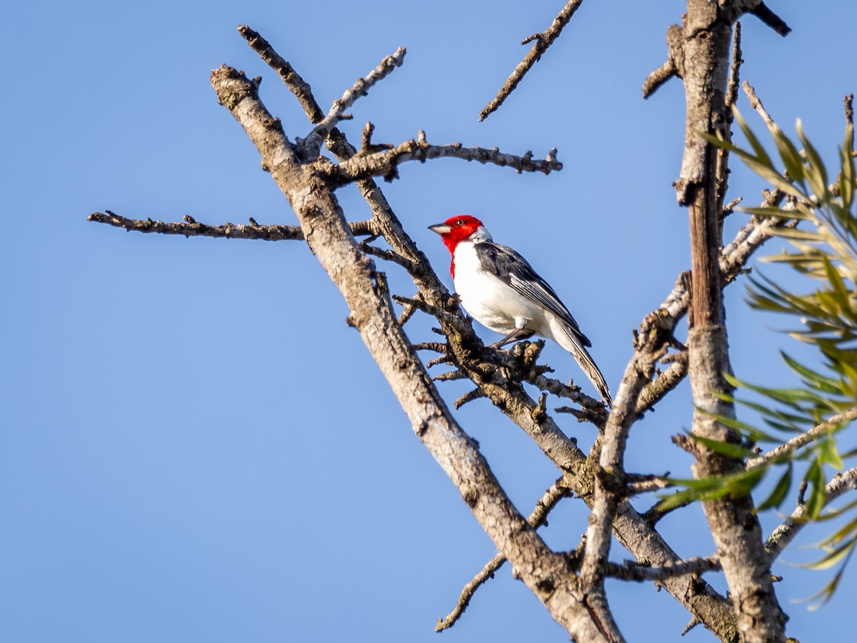 Red-cowled Cardinal - ML615756657