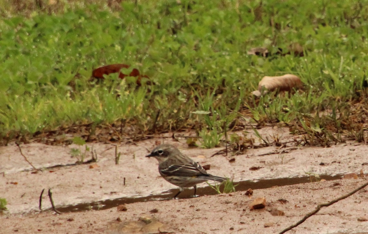 Yellow-rumped Warbler (Myrtle) - ML615756660