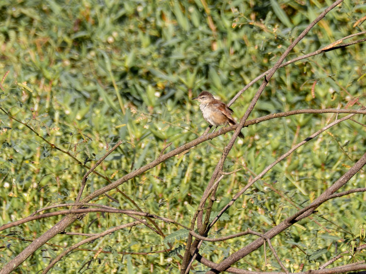 Yellow-chinned Spinetail - ML615756662