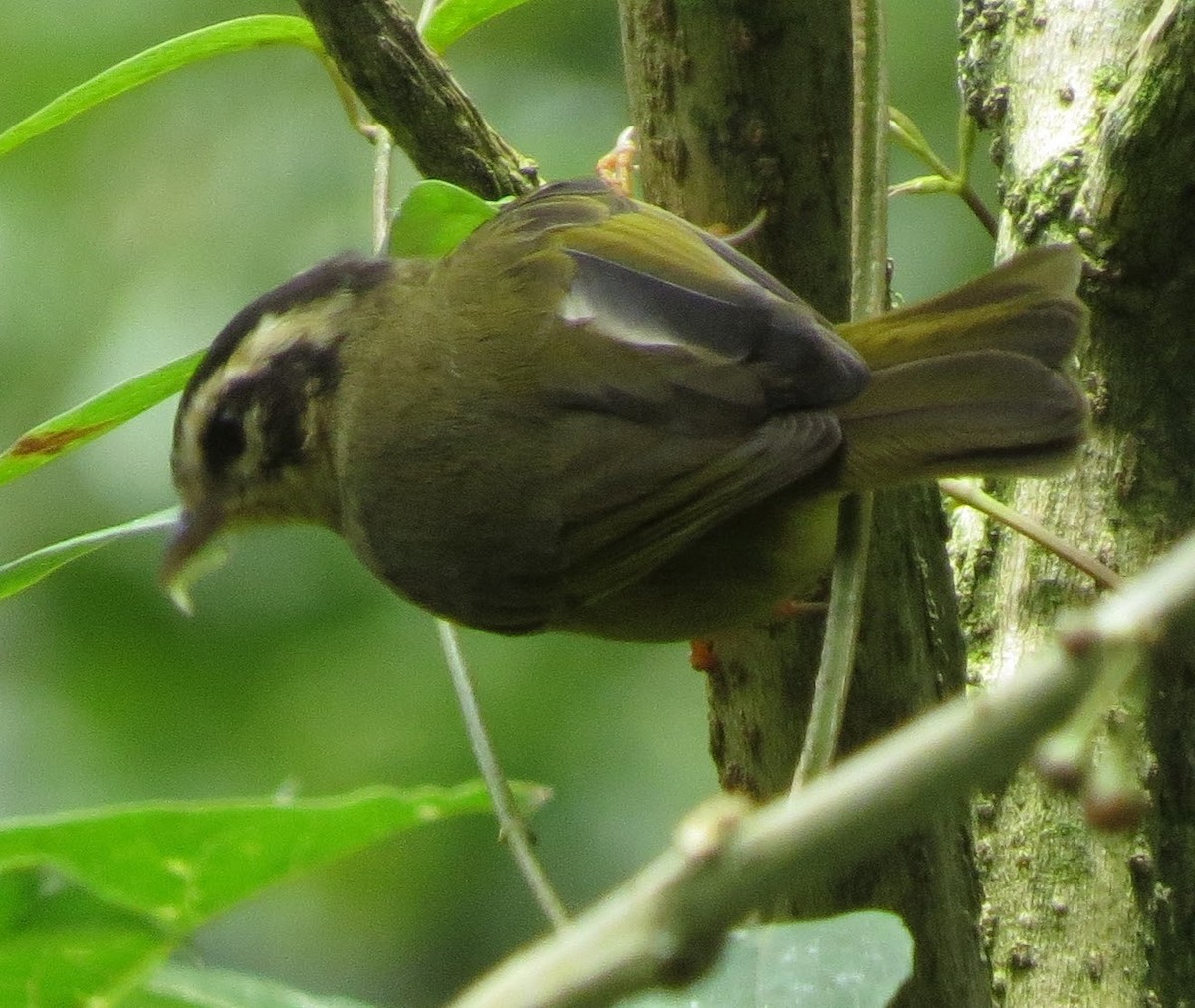 Three-striped Warbler (daedalus) - Bill Elrick