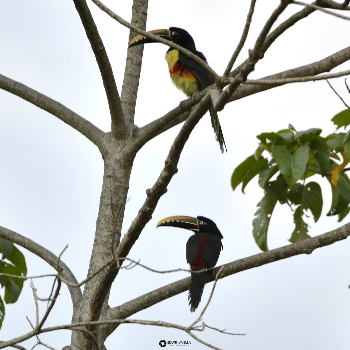 Chestnut-eared Aracari - Experiencia Naturaleza Edwin Avella