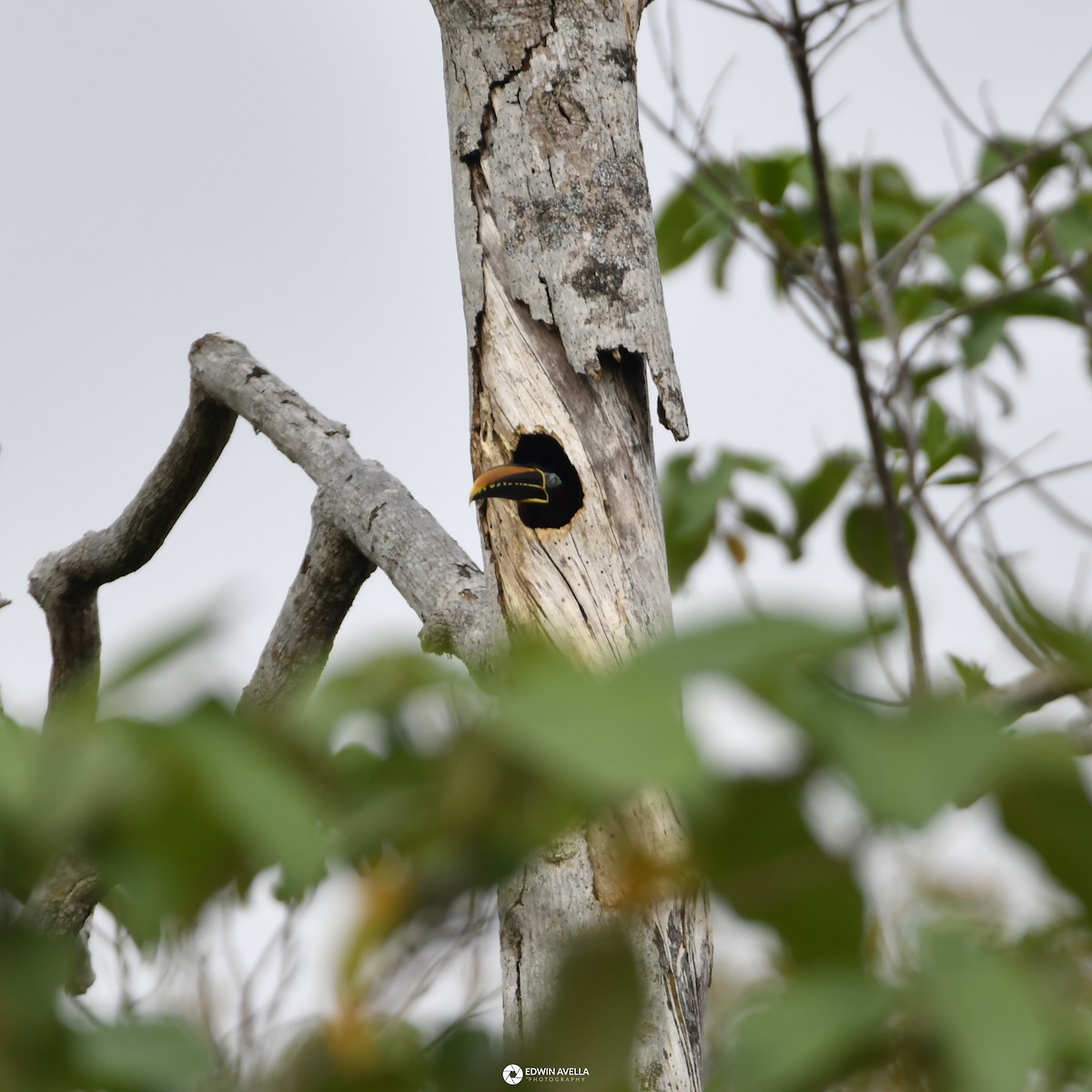 Chestnut-eared Aracari - Experiencia Naturaleza Edwin Avella