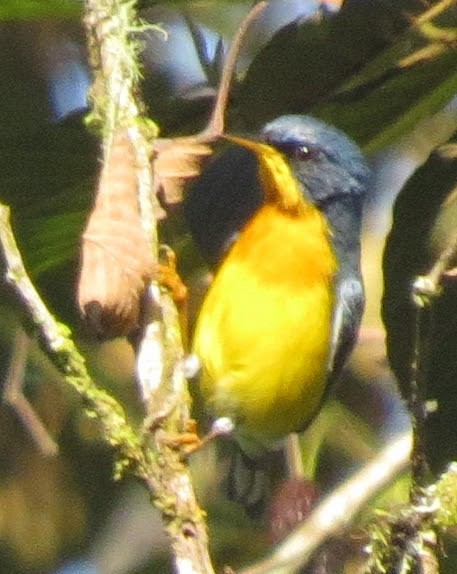 Tropical Parula (South American) - ML615756712