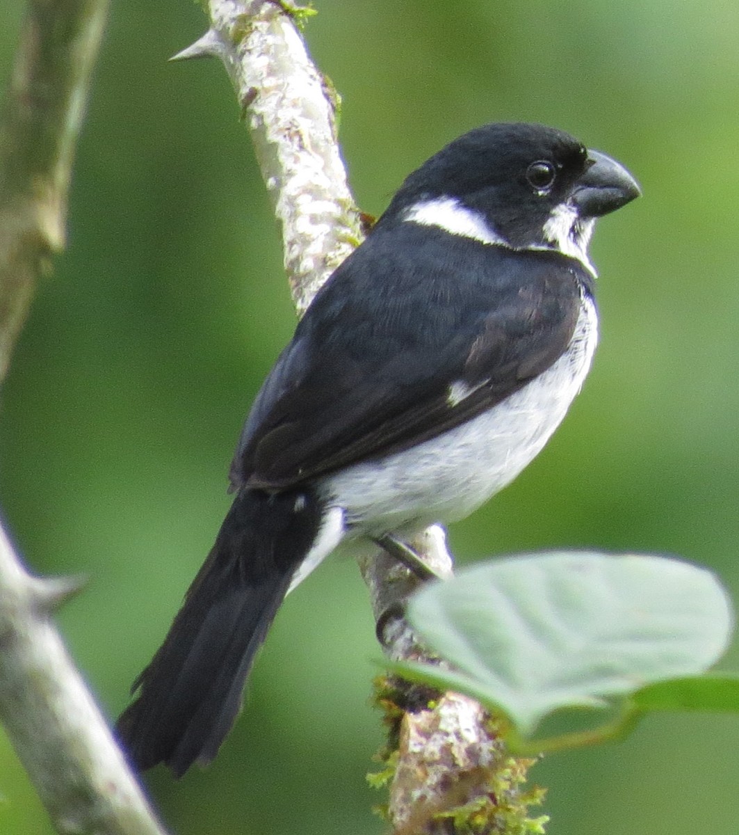 Variable Seedeater (Variable) - ML615756722