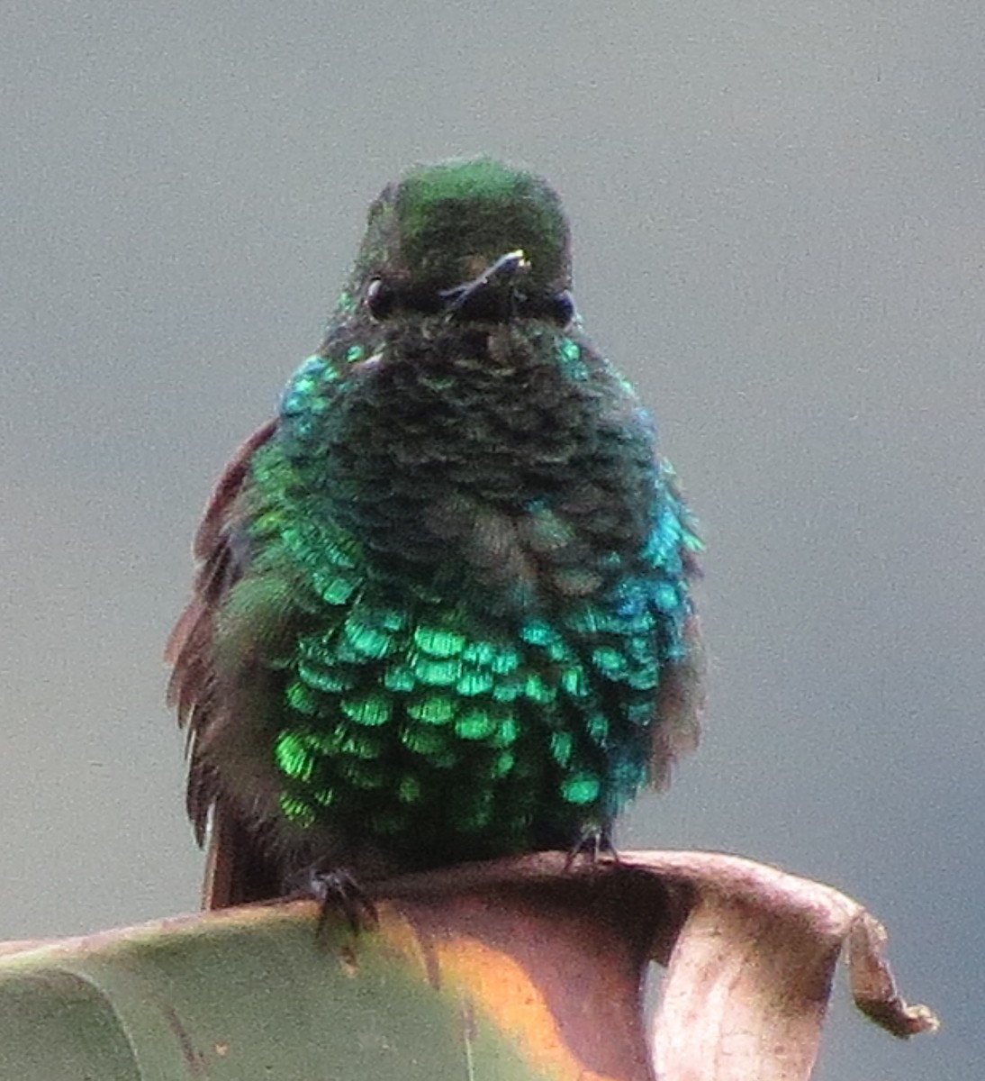 Western Emerald - ML615756734