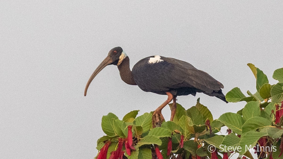 ibis běloramenný - ML615756795