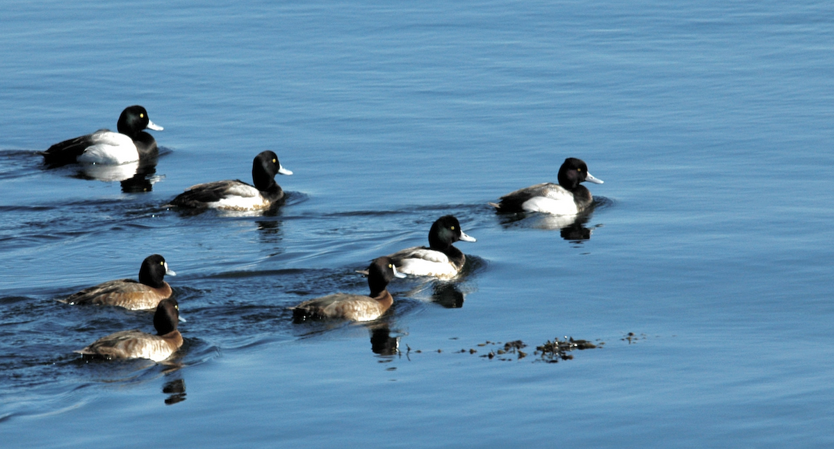 Lesser Scaup - ML615756809