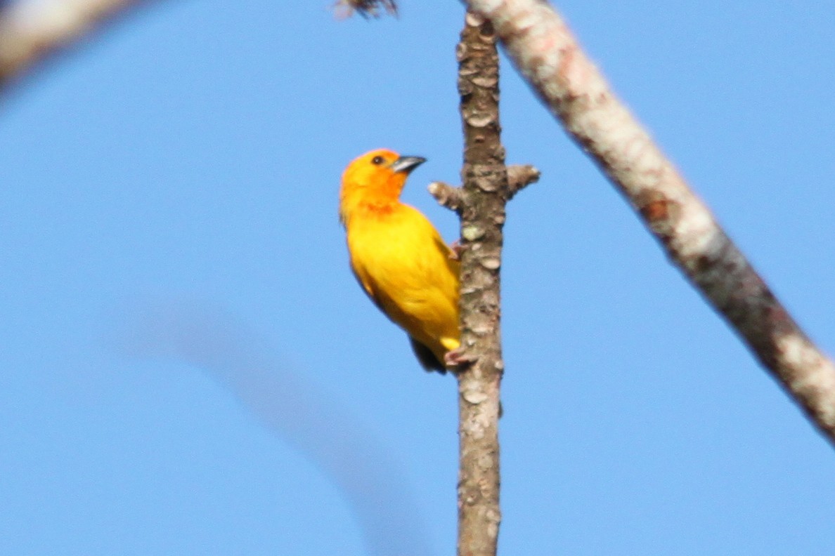 Golden Palm Weaver - ML615756822