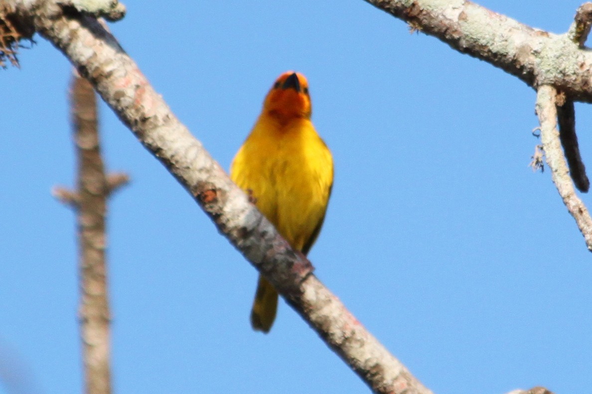 Golden Palm Weaver - ML615756823