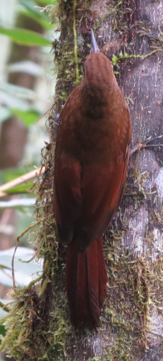 Plain-brown Woodcreeper (Plain-brown) - ML615756831