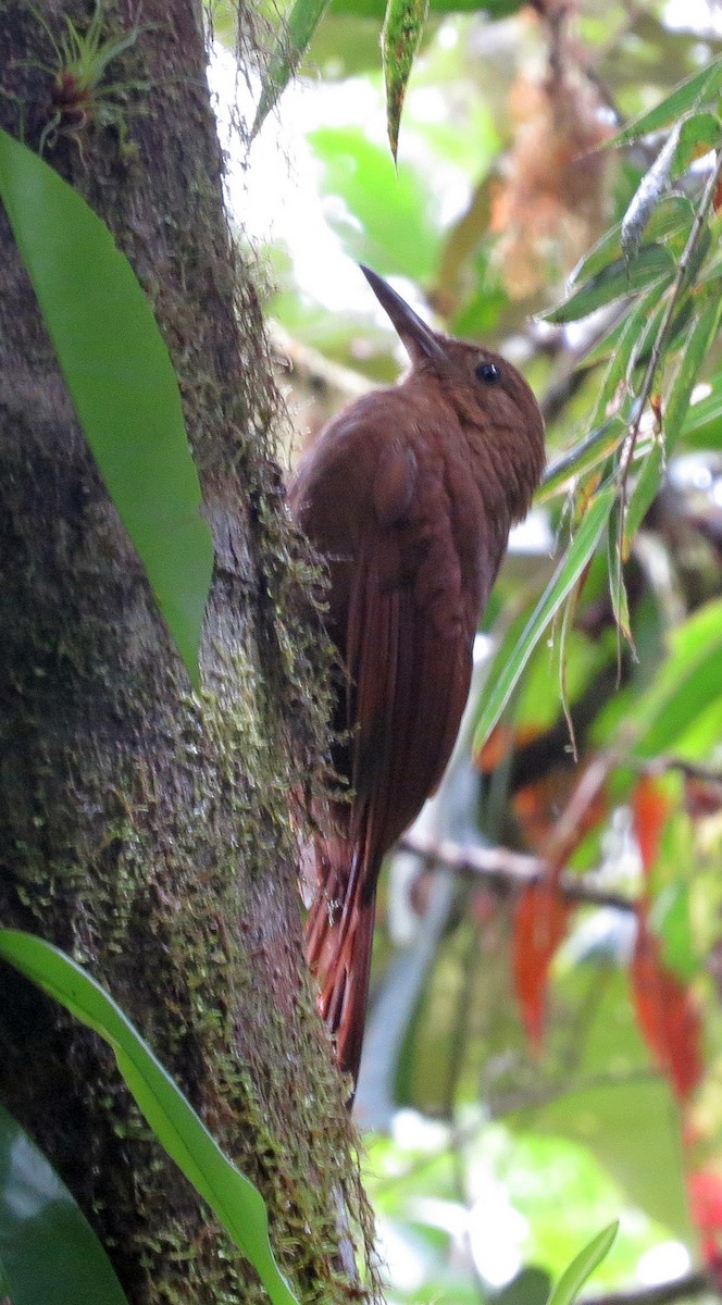 Plain-brown Woodcreeper (Plain-brown) - ML615756832