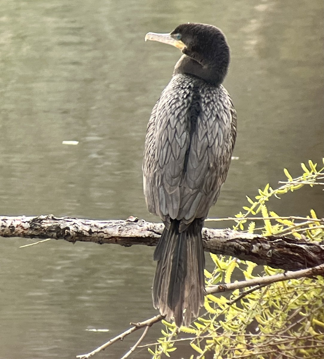 Neotropic Cormorant - ML615756838