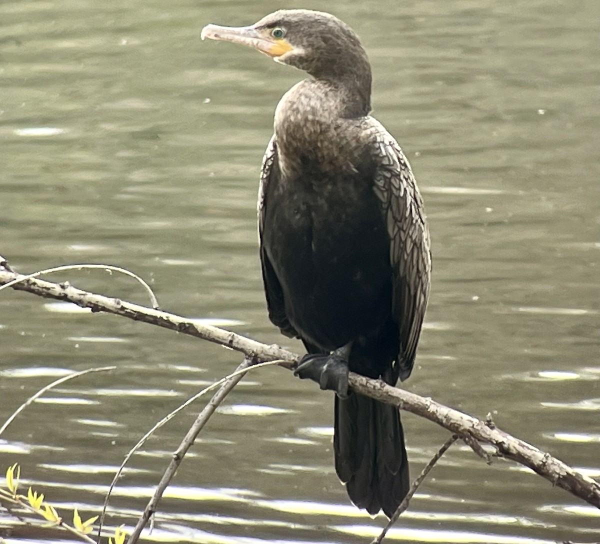 Neotropic Cormorant - ML615756839