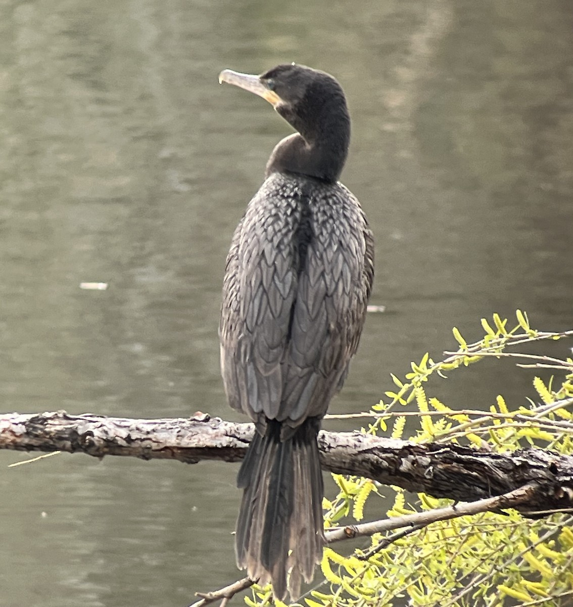 Neotropic Cormorant - ML615756840