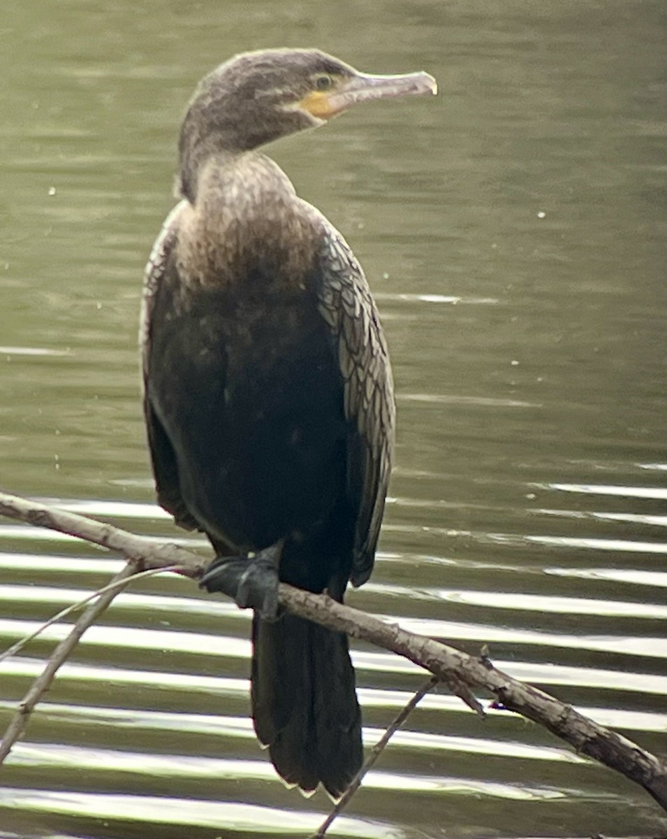 Neotropic Cormorant - ML615756841