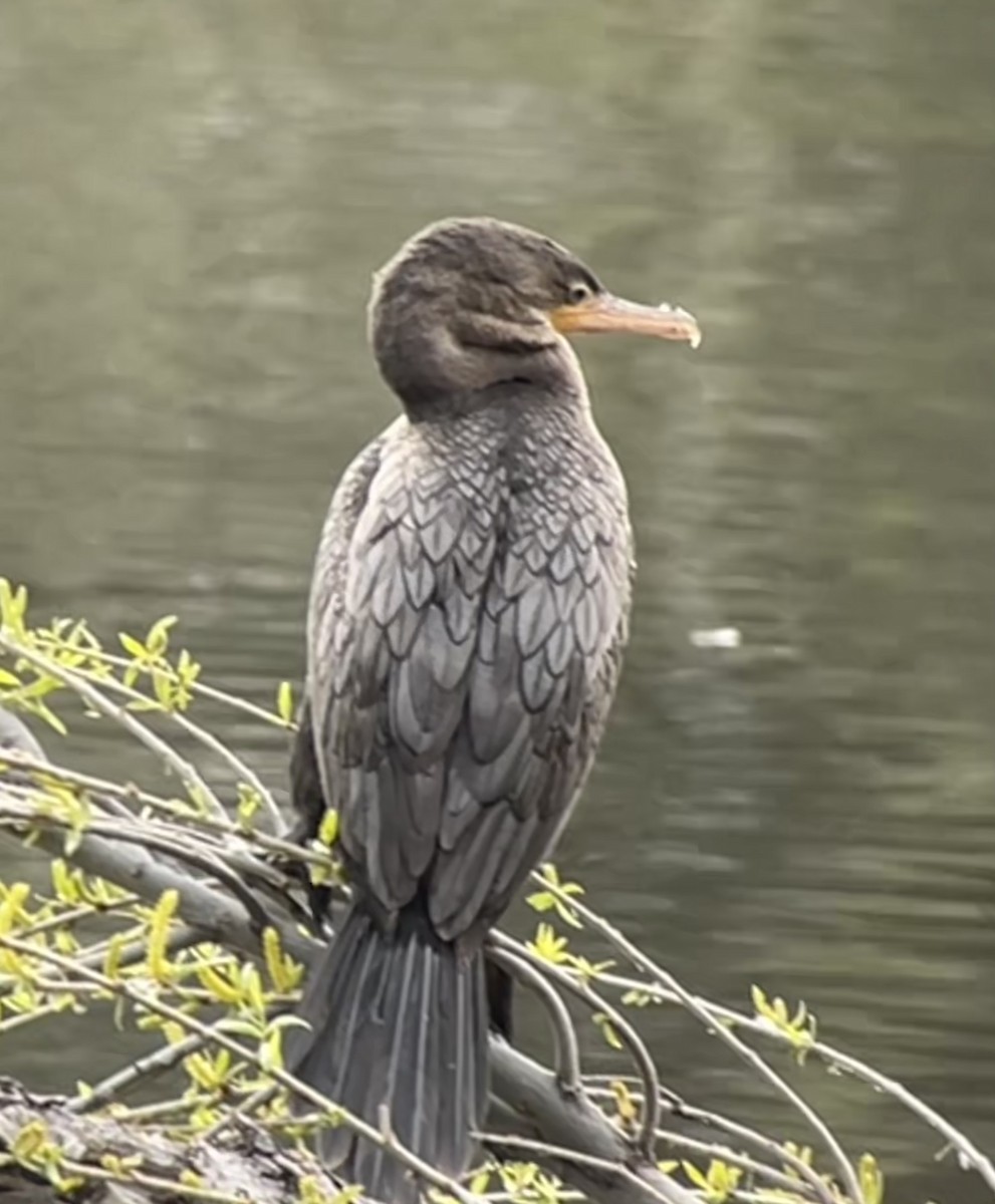 Neotropic Cormorant - ML615756842