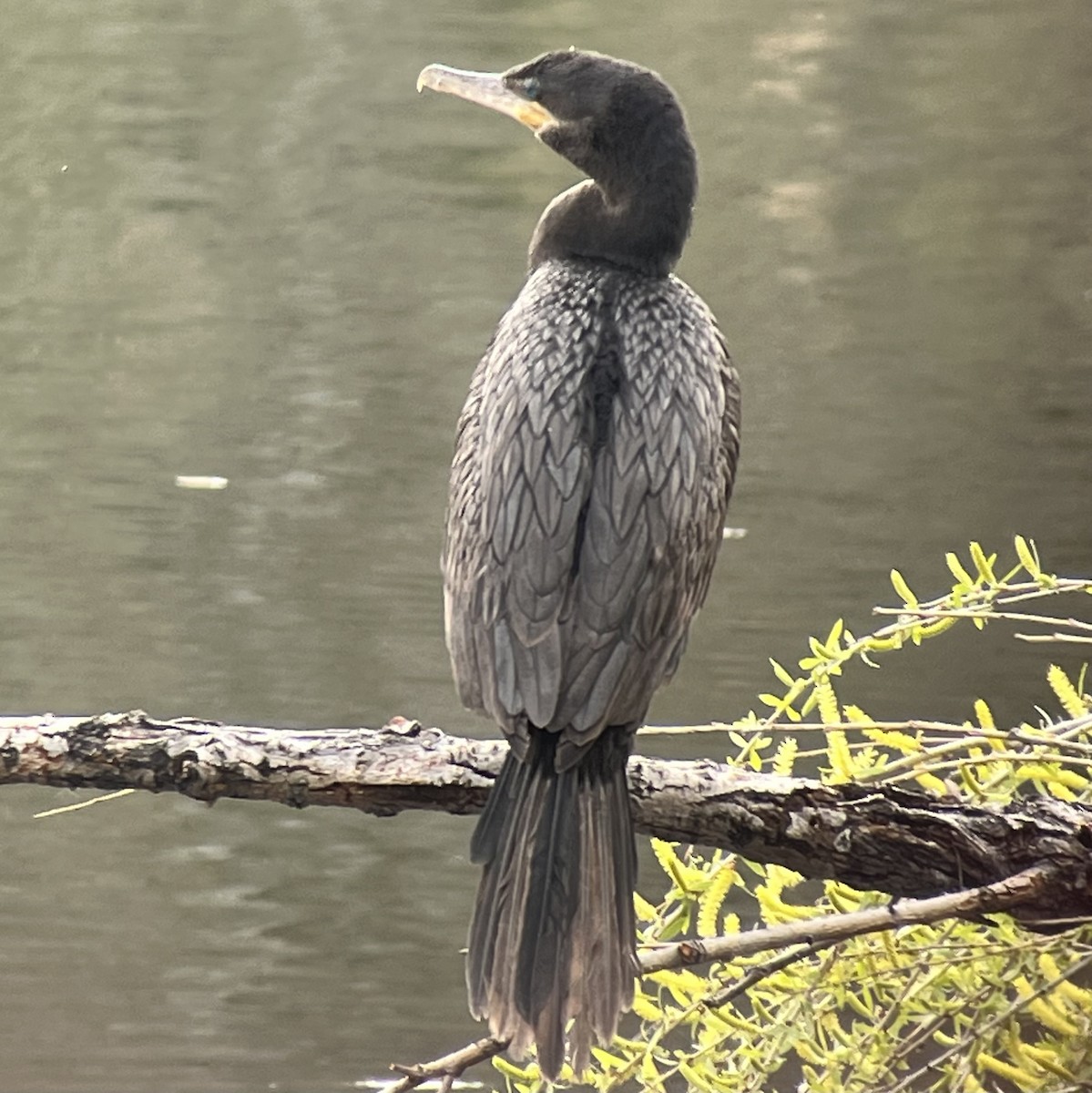 Neotropic Cormorant - ML615756843