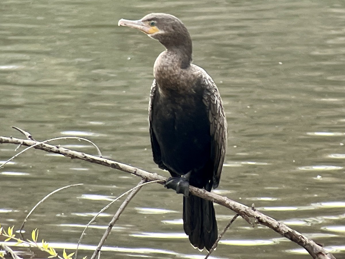 Neotropic Cormorant - ML615756844