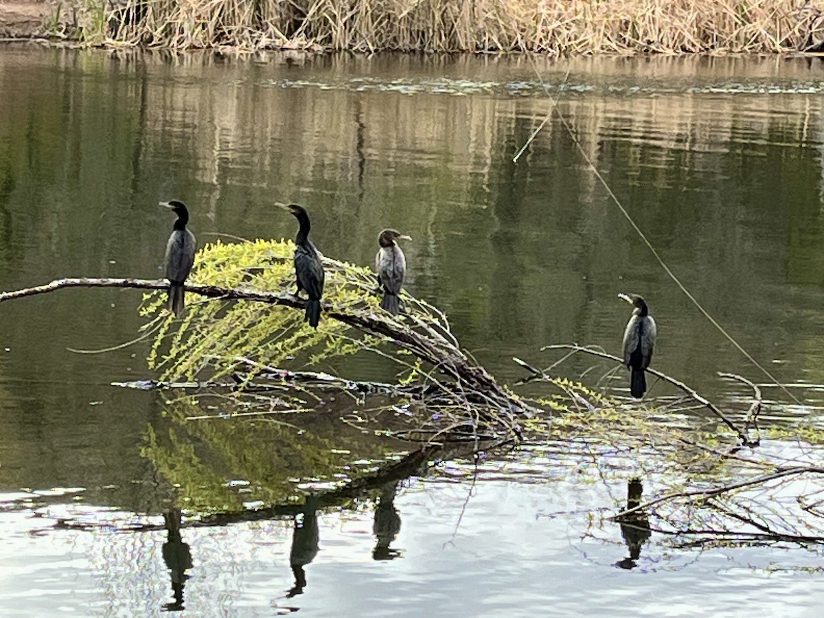 Neotropic Cormorant - Tim Rodenkirk