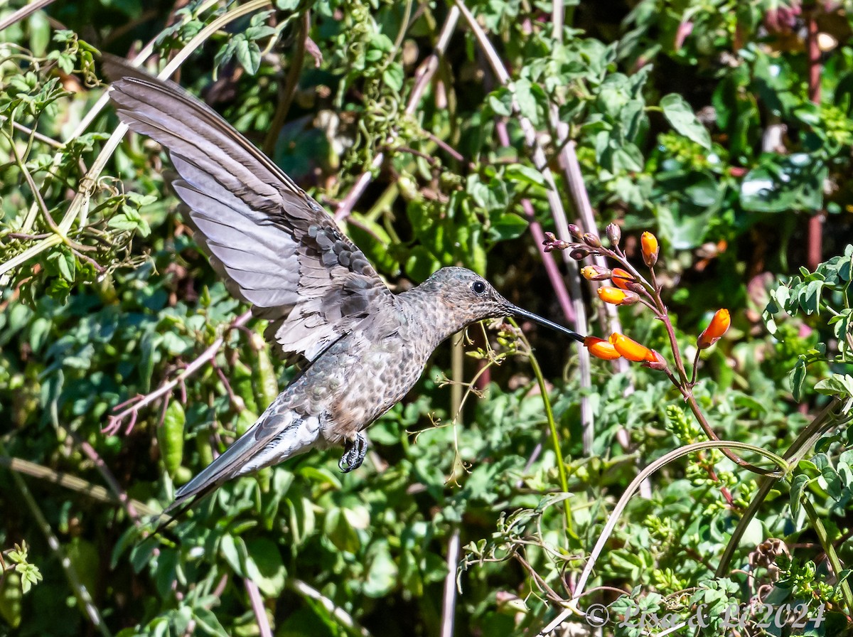 Colibri géant - ML615756871