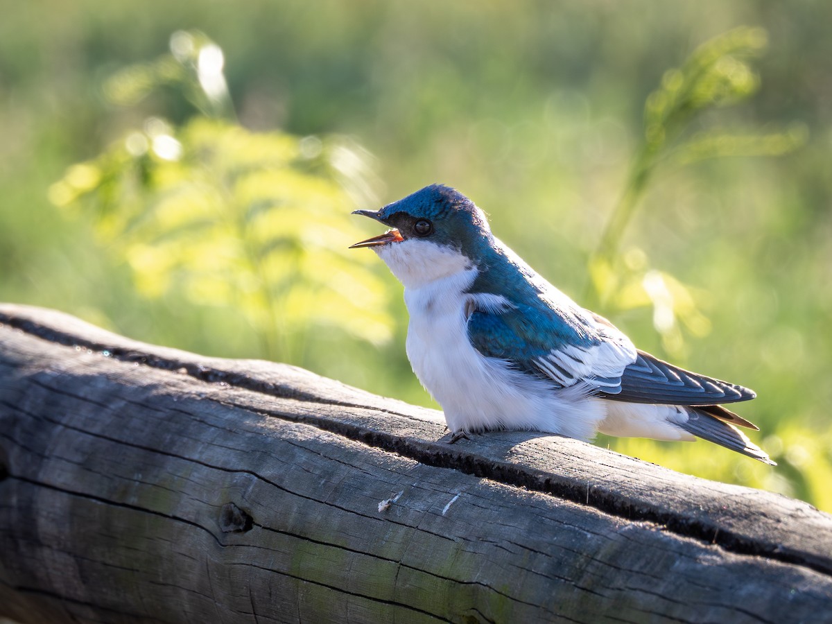 White-winged Swallow - ML615756872