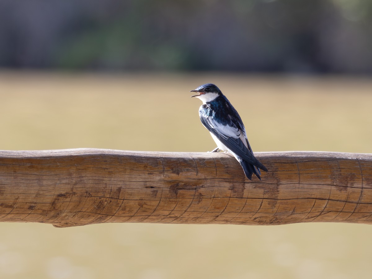 White-winged Swallow - ML615756873