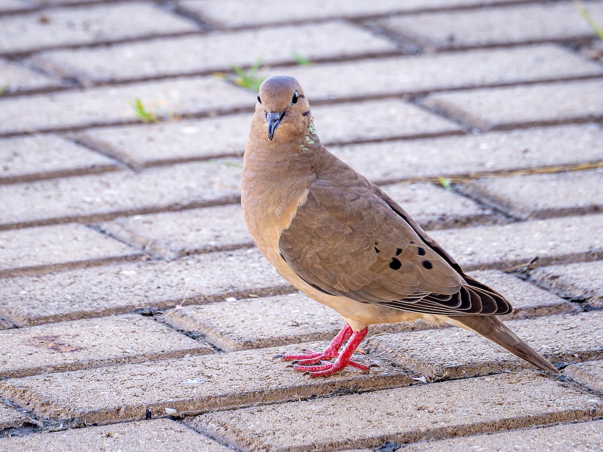 Eared Dove - ML615756883