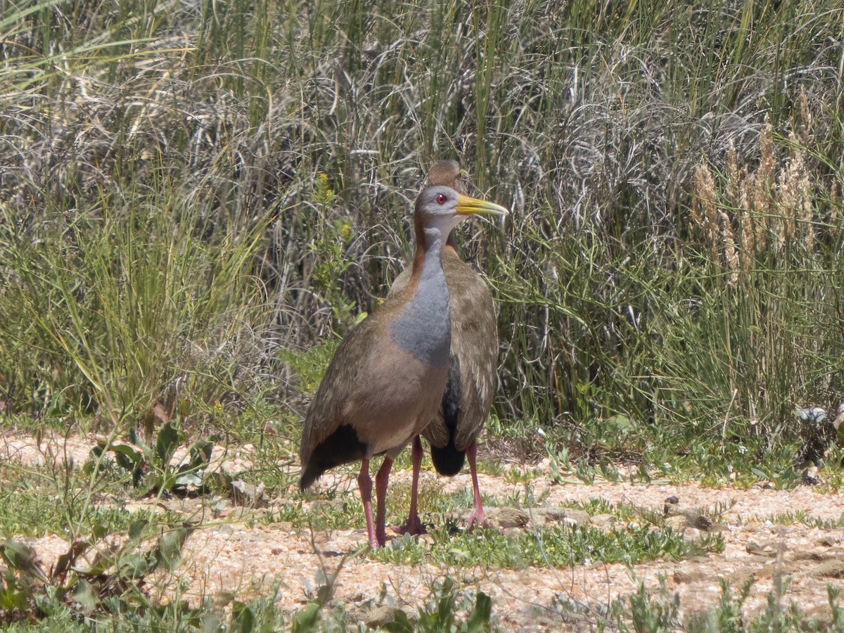 Giant Wood-Rail - ML615756891