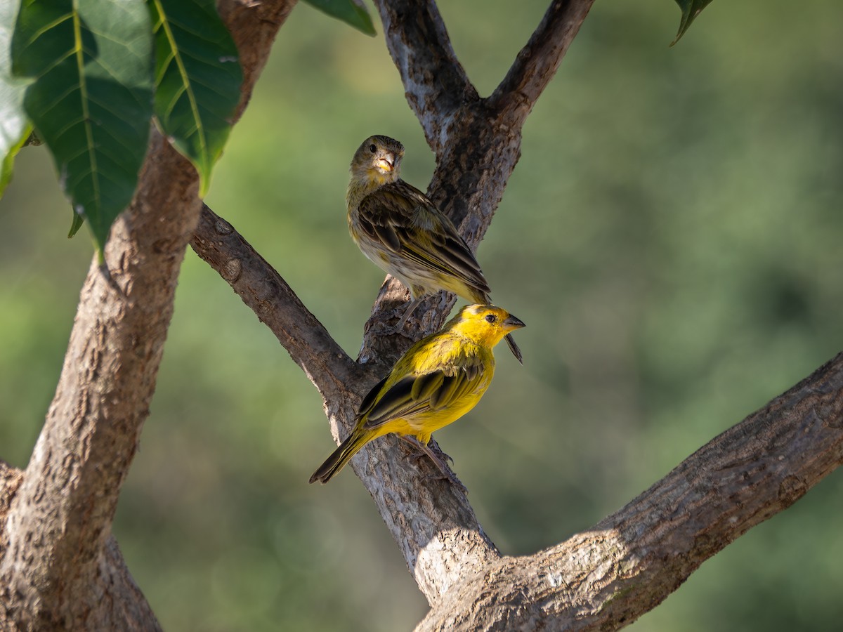 Saffron Finch - ML615756894